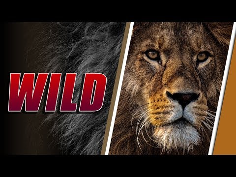 [LIVE] Most Amazing Moments Of Wild Animal Fights | Crocodile,Tiger, Lion, Leopard, Elephant, Python