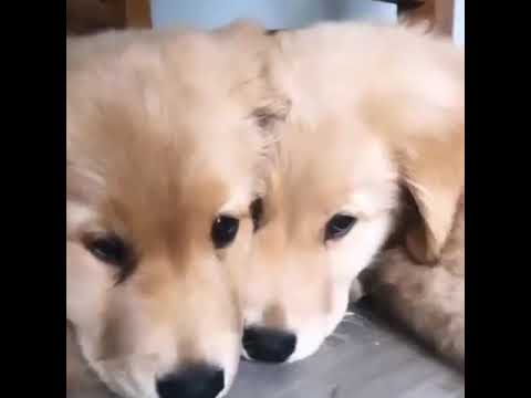 Cute Puppies!,