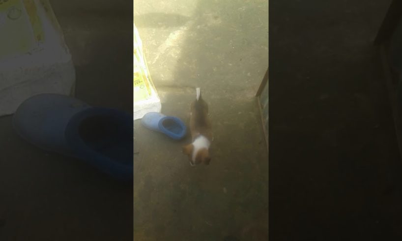 Cute puppies  playing