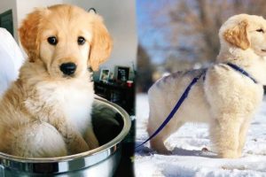 Cute puppies doing funny things Funny and cute Dogs compilation - Soo Cute! #3