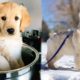 Cute puppies doing funny things Funny and cute Dogs compilation - Soo Cute! #3