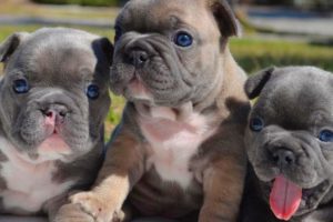 FRENCH BULLDOG PUPPIES | Funny and Cute French Bulldog Puppies Compilation # 20 | Cute pets