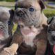 FRENCH BULLDOG PUPPIES | Funny and Cute French Bulldog Puppies Compilation # 20 | Cute pets