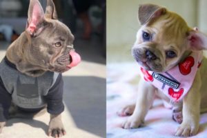 FRENCH BULLDOG PUPPIES | Funny and Cute French Bulldog Puppies Compilation # 22 | Cute pets