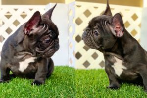 FRENCH BULLDOG PUPPIES | Funny and Cute French Bulldog Puppies Compilation # 23 | Cute pets