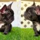 FRENCH BULLDOG PUPPIES | Funny and Cute French Bulldog Puppies Compilation # 23 | Cute pets
