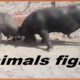 animals fight