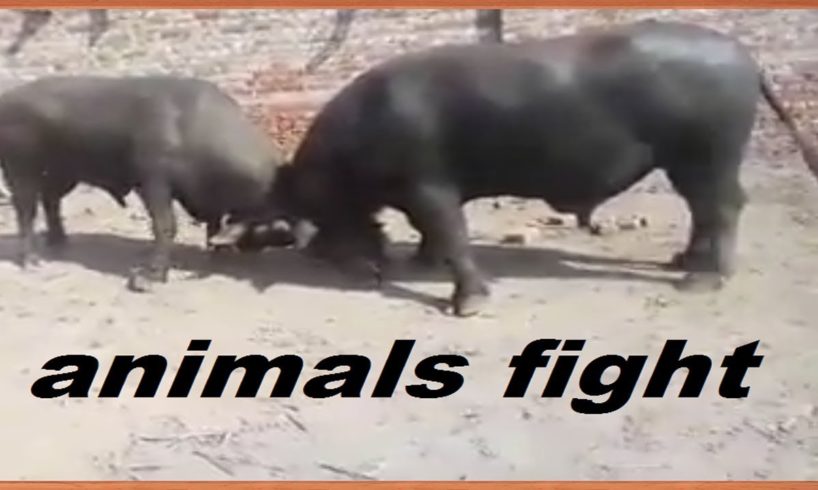 animals fight