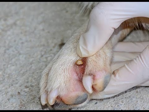 OUROBOROS Remove Big Ticks From Poor Dog   Rescue Dog From Ticks brick