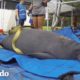 200 personas salvan manatíes atascados luego de un huracán | El Dodo