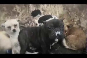 22 dogs rescued from China Slaughterhouse