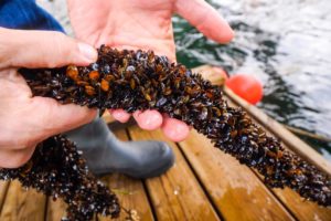 $225 Massive ROYAL SEAFOOD PLATTER in Copenhagen, Denmark!