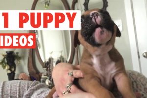 31 Cute Puppies Video Compilation 2017