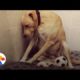 'Saddest Dog In the World' Is Homeless Again: How You Can Help | The Dodo