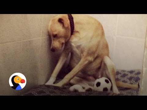 'Saddest Dog In the World' Is Homeless Again: How You Can Help | The Dodo