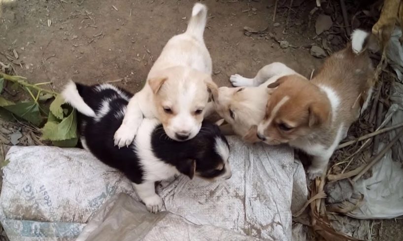 4 Cute Dog Puppies