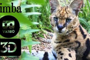 5 Servals Living In A Basement