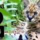 5 Servals Living In A Basement