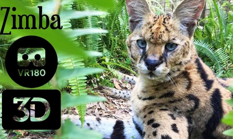 5 Servals Living In A Basement