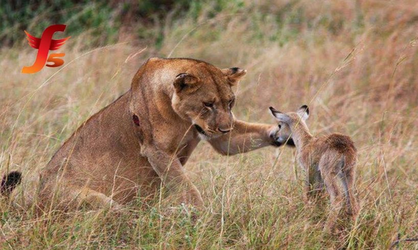 5 Superhero Animals Saving Other Animals 5 Improbable Animals Rescuing Other Animals