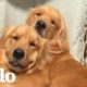 5 cosas que debes saber si tienes un Golden Retriever | El Dodo