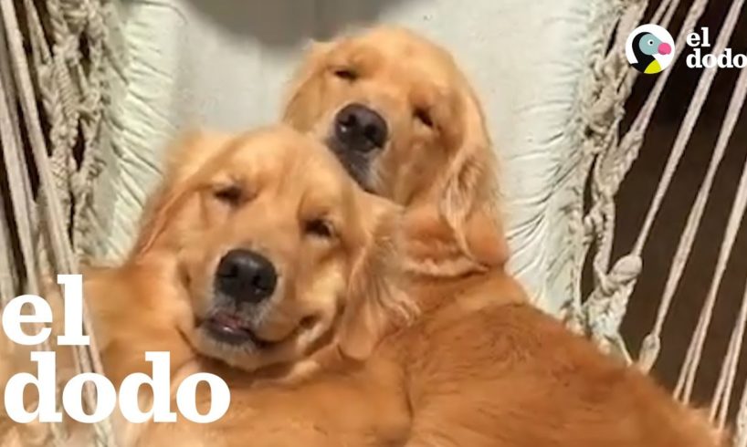 5 cosas que debes saber si tienes un Golden Retriever | El Dodo