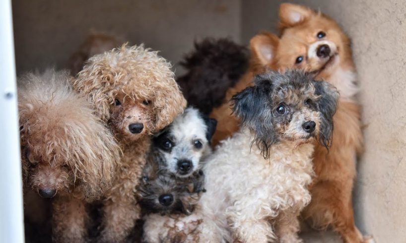 50 Dogs Rescued From Palm Beach Gardens Home