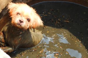 A Brave Young Boy Rescues a Poor Hairy Dog Fell into the Dirty Toilet Water Container