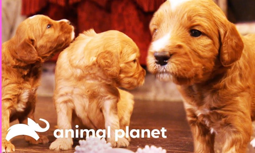 A Dozen Goldendoodle Puppies Take Over This House! | Too Cute!