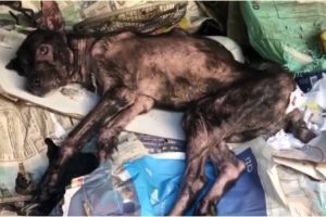 A Poor Sick Dog Rescued From Under an Abandoned House | Animal Shelter