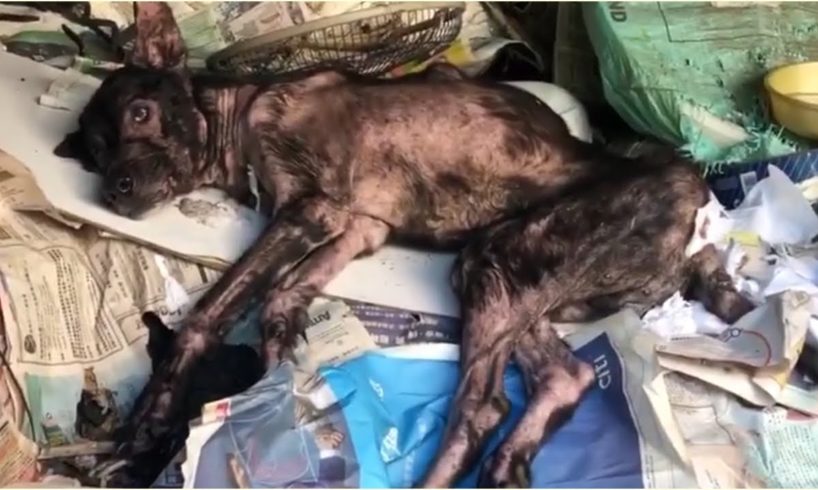 A Poor Sick Dog Rescued From Under an Abandoned House | Animal Shelter