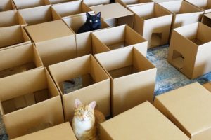 AMEOW-ZING 50 Box Cat Maze!