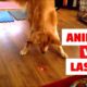 ANIMALS vs LASERS Compilation!