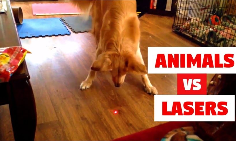 ANIMALS vs LASERS Compilation!