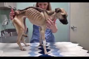 Abused  & Starved Street Dog Rescued! Emotional & Inspiring Animal Rescue #2019