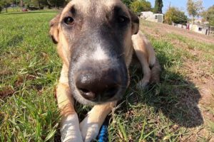 Adoption day in Gilboa Animal Rescue