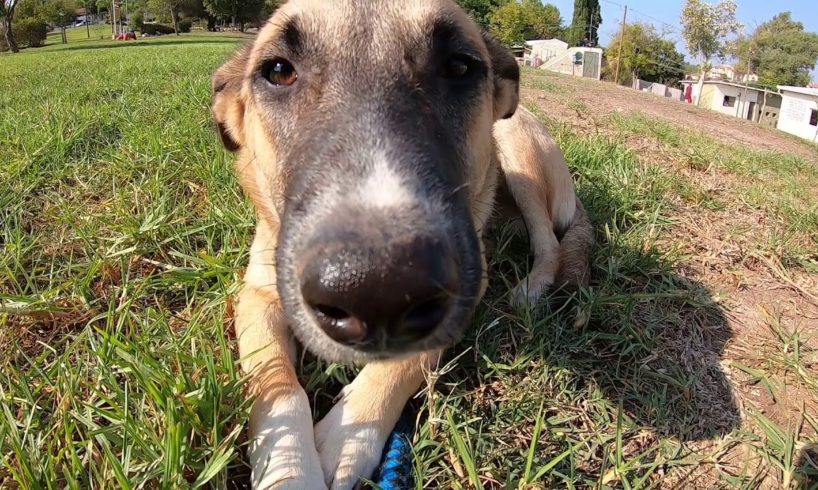 Adoption day in Gilboa Animal Rescue