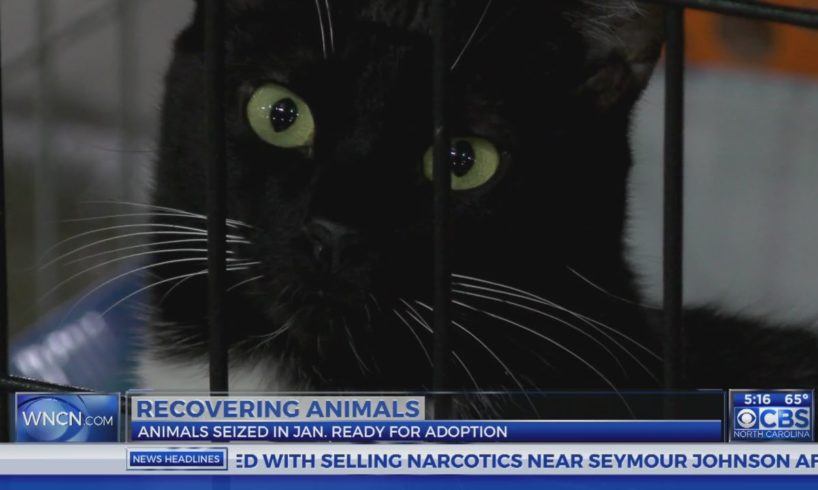 Adoption of nearly 700 rescued animals to start later this month in Sanford