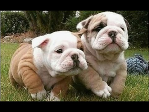 Adorable Puppies and Funny Baby Dog Compilation 2020