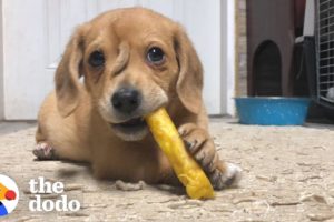 Adorable Puppy Has Cutest Little Tail On His Face | The Dodo
