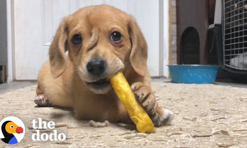 Adorable Puppy Has Cutest Little Tail On His Face | The Dodo