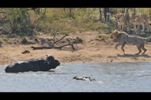 All out Kruger battle as buffalo fights lions and crocodile