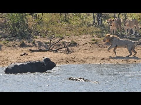 All out Kruger battle as buffalo fights lions and crocodile