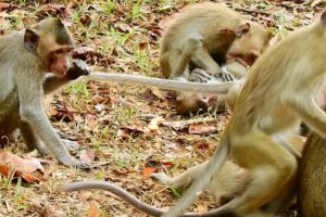 Amazing Animals!,  funny & Attacking, A lot of Monkeys Playing With baby monkey,Monkey