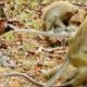 Amazing Animals!,  funny & Attacking, A lot of Monkeys Playing With baby monkey,Monkey