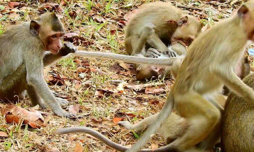 Amazing Animals!,  funny & Attacking, A lot of Monkeys Playing With baby monkey,Monkey