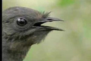 Amazing! Bird Sounds From The Lyre Bird - David Attenborough  - BBC Wildlife