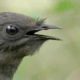 Amazing! Bird Sounds From The Lyre Bird - David Attenborough  - BBC Wildlife