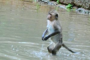 Amazing Monkey! After raining Monkey play water happy,Wild Animals