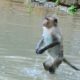 Amazing Monkey! After raining Monkey play water happy,Wild Animals